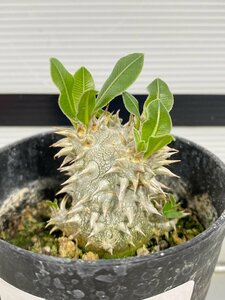 6478 「実生」パキポディウム 波葉 札落ち株【大株・発根・Pachypodium・花、葉落ちします】