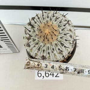 6642 「サボテン」コピアポア コルムナアルバ 植え【発根・多肉植物・Copiapoa columna-alba・希少株・美株】の画像4