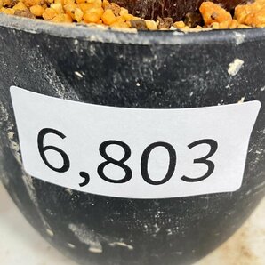 6803 「塊根植物」パキポディウム カクチペス 植え【発根未確認・cactipes・マダガスカル・多肉植物】の画像4