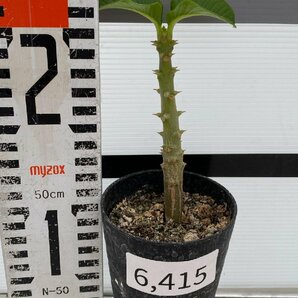 6415 「実生」パキポディウム ウィンゾリ 【種から発芽・発根・Pachypodium windsorii・塊根植物】の画像3