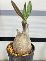 6762 「塊根植物」パキポディウム グラキリス S 植え【発根未確認・gracilius・マダガスカル】_画像1