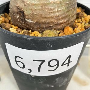 6794 「塊根植物」パキポディウム グラキリス S 植え【発根未確認・gracilius・マダガスカル】の画像3