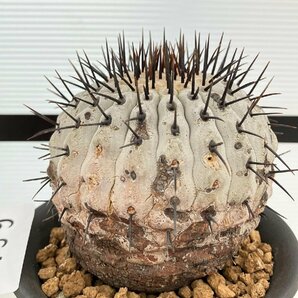 6645 「サボテン」コピアポア コルムナアルバ 植え【発根・多肉植物・Copiapoa columna-alba・希少株・美株】の画像5