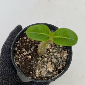 6418 「実生」パキポディウム ウィンゾリ 【種から発芽・発根・Pachypodium windsorii・塊根植物】の画像4