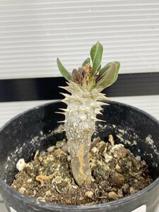 6462 「実生株」パキポディウム　ブレビカリックス【・Pachypodium・塊根植物・葉落ちします】