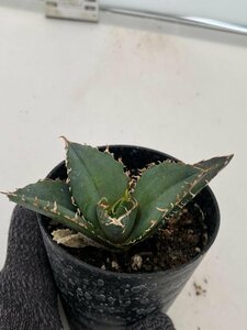 6393 「激レア高級品種」アガベ チタノタ 白鯨 植え【発根・Agave Titanota White Whale・】