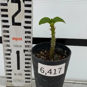 6417 「実生」パキポディウム ウィンゾリ 【種から発芽・発根・Pachypodium windsorii・塊根植物】の画像2