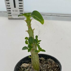 6413 「実生」パキポディウム ウィンゾリ 【種から発芽・発根・Pachypodium windsorii・塊根植物】の画像1