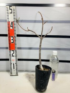 6720 「実生」バオバブ　植え【・アダンソニア・発根・Adansonia・塊根植物】