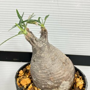 6797 「塊根植物」パキポディウム グラキリス S 植え【発根未確認・gracilius・マダガスカル】の画像6