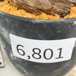 6801 「塊根植物」パキポディウム カクチペス 植え【発根未確認・cactipes・マダガスカル・多肉植物】の画像3