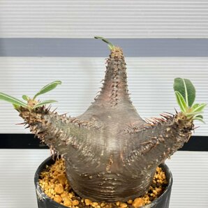 6801 「塊根植物」パキポディウム カクチペス 植え【発根未確認・cactipes・マダガスカル・多肉植物】の画像1