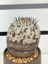 6642 「サボテン」コピアポア コルムナアルバ 植え【発根・多肉植物・Copiapoa columna-alba・希少株・美株】_画像7