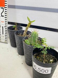 6500 「塊根植物」実生 4株セット【センナ・バロニー・南アフリカ産種子不明株・パキプス・購入でパキプス種子プレゼント】