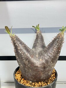 6803 「塊根植物」パキポディウム カクチペス 植え【発根未確認・cactipes・マダガスカル・多肉植物】