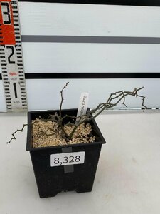 8328 「塊根植物」 デカリア マダガスカリエンシス【発根・ジグザグの木・Decarya madagascariensis】