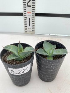 8229 「多肉植物】アガベ 2株セット【パリートランカータ・ホワイトアイス・発根・子株・Agave parryi var. truncata】