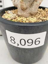 8096 「実生」オトンナ クラビフォリア 植え【発根・多肉植物・Othonna clavifolia・・葉落ちします】_画像3