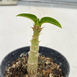 8151 「実生」パキポディウム ウィンゾリ 【種から発芽・発根・Pachypodium windsorii・塊根植物】の画像1