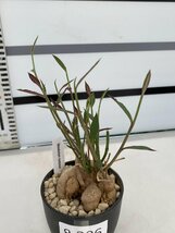 8306 「多肉植物I】モナデニウム モンタナム 植え【・発根・Monadenium montanum】_画像1