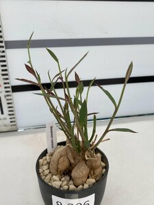 8306 「多肉植物I】モナデニウム モンタナム 植え【・発根・Monadenium montanum】