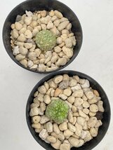 8296 「多肉植物」プセウドリトス ミギウルティヌス 2株セット【発根・Pseudolithos migiurtinus】_画像3