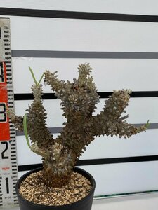 8335 「塊根植物」チレコドン ワリチー大 植え【発根・Tylecodon wallichii・多肉植物】