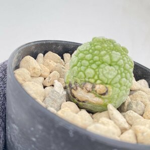 8294 「多肉植物」プセウドリトス ミギウルティヌス 2株セット【発根・Pseudolithos migiurtinus】の画像3