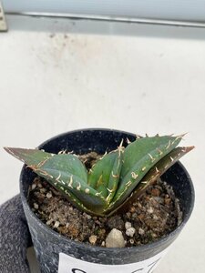 8167 「激レア高級品種」アガベ チタノタ 白鯨 植え【発根・Agave Titanota White Whale・】