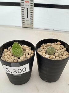 8300 「多肉植物」プセウドリトス ミギウルティヌス 2株セット【発根・Pseudolithos migiurtinus】