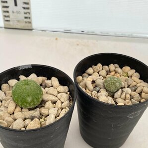 8297 「多肉植物」プセウドリトス ミギウルティヌス 2株セット【発根・Pseudolithos migiurtinus】の画像2