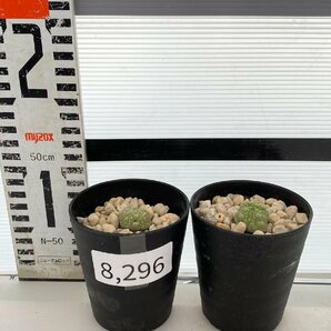 8296 「多肉植物」プセウドリトス ミギウルティヌス 2株セット【発根・Pseudolithos migiurtinus】の画像4