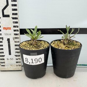 8190 「実生」オトンナ レトロルサ 2株セット【発根・塊根植物・多肉植物・Othonna retrorsa】の画像4