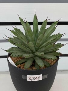 8348 「多肉植物I】アガベ マクロアカンサXL 植え【発根・美株・Agave macroacantha】