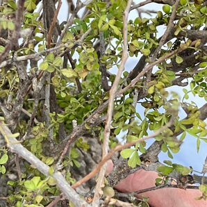 9434 「塊根植物」マダガスカル特急便 鮮度自信ありパキプス【到着後3日以内の返品OK・根切確認済・Operculicarya pachypus】の画像9