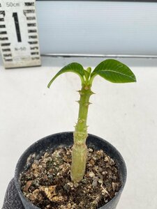 8150 「実生」パキポディウム ウィンゾリ 【種から発芽・発根・Pachypodium windsorii・塊根植物】