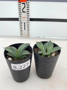 8227 「多肉植物】アガベ 2株セット【パリートランカータ・ホワイトアイス・発根・子株・Agave parryi var. truncata】