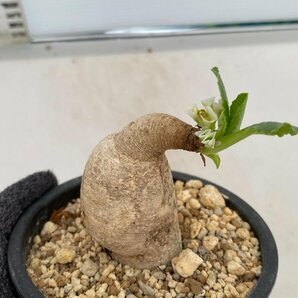 8338 「多肉植物」ユーフォルビア プリムリフォリア 植え【発根未確認・Euphorbia primulifolia・塊根植物】の画像1