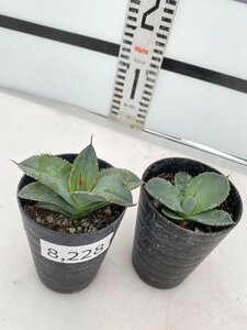 8228 「多肉植物】アガベ 2株セット【パリートランカータ・ホワイトアイス・発根・子株・Agave parryi var. truncata】