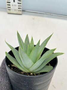 8134 「多肉植物」アロエ ポリフィラ【実生・成長順調厳選株・Aloe polyphylla・多肉植物・発根】