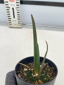 8133 「実生株】アロエ スザンナエ【種から発芽！・成長順調厳選株・Aloe・多肉植物】