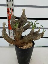 8333 「塊根植物」チレコドン ワリチー大 植え【発根・Tylecodon wallichii・多肉植物】_画像2