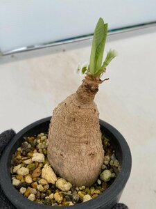 8340 「多肉植物」ユーフォルビア プリムリフォリア 植え【発根未確認・Euphorbia primulifolia・塊根植物】