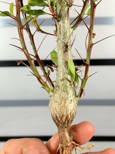 8990 「実生」フォークイエリア ファシクラータ大【畑実生株・有望株・Fouquieria fasciculata・塊根植物】