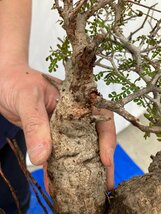 9397 「塊根植物」マダガスカル特急便 鮮度自信ありパキプス多頭【到着後3日以内の返品OK・根切確認済・Operculicarya pachypus】_画像4