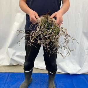 9397 「塊根植物」マダガスカル特急便 鮮度自信ありパキプス多頭【到着後3日以内の返品OK・根切確認済・Operculicarya pachypus】の画像7