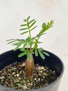 8147 「実生」センナ　メリディオナリス【種から発芽！・発根・Senna meridionalis・葉落ちします】