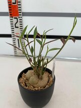 8310 「多肉植物I】モナデニウム モンタナム 植え【・発根・Monadenium montanum】_画像2