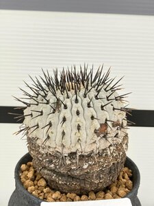 9363 「サボテン」コピアポア コルムナアルバ 植え【発根・多肉植物・Copiapoa columna-alba・希少株・美株】