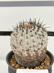 9360 「サボテン」コピアポア コルムナアルバ 植え【発根・多肉植物・Copiapoa columna-alba・希少株・美株】